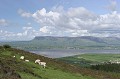  Irlande,moutons 